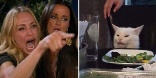 Real Housewives arguing and pointing at a cat sat at a table meme