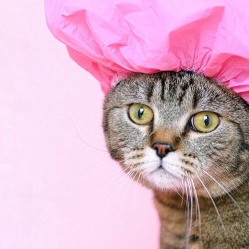 A sad cat wearing a pink shower cap