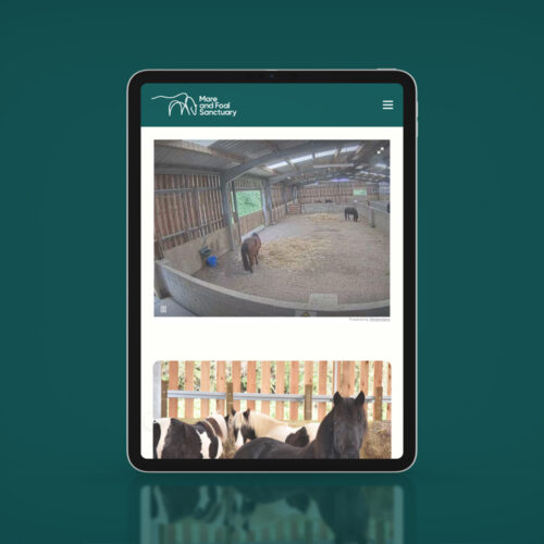 Mare and Foal live cameras