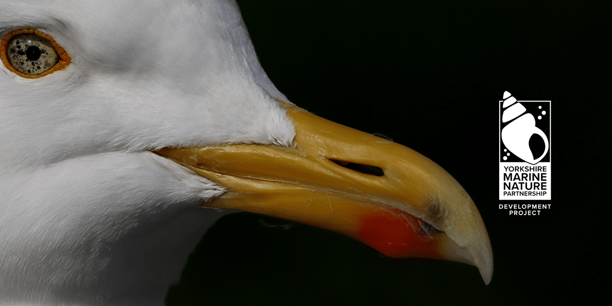 Yorkshire marine nature logo shown with a close up of a seagull
