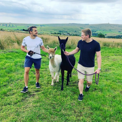 Jon and Ash walking alpacas in 2020
